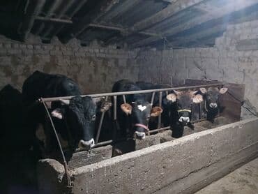 купить корову швицкой породы: Продаю | Корова (самка), Бык (самец), Музоо, торпок | На забой, Для разведения, Для молока | Осеменитель, Привязанные — 3