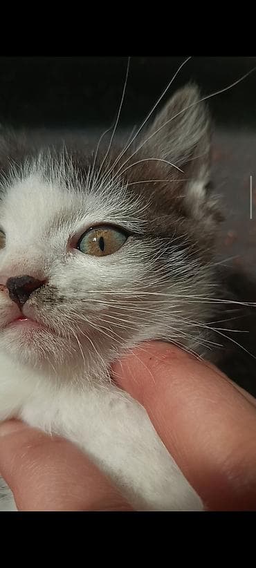 Продажа кошек: Скотиш Страйт (Шотландская прямоухая), 2 месяца, Девочка, Биколор, С документами, Метис, Приучена к лотку — 1