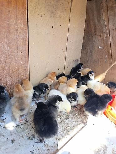 куринная ферма: Продаю | Цыплята | Брама | На забой — 9