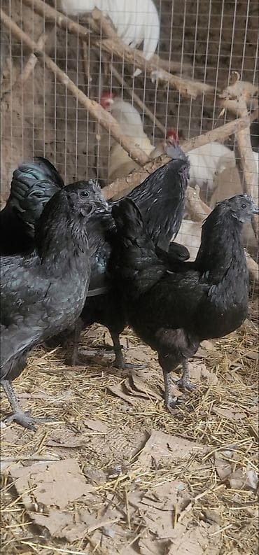 цыплята карабалта: Продаю | Куры | Для разведения — 4