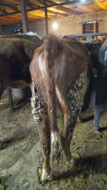 Продаю | Тёлка | На откорм