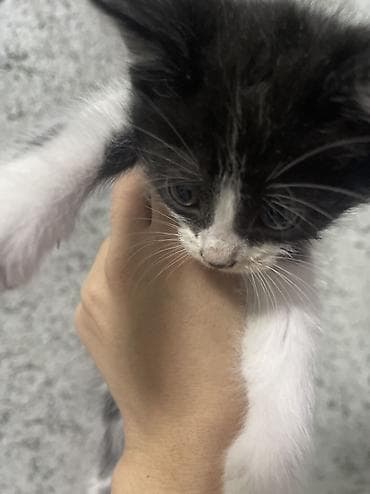 котик бесплатно: Отдаю котят даром — 2