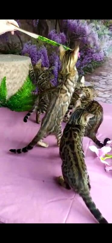 новорожденные котята: Бенгальские котята Проф.Питомник Бен Гла Мур предлагает.чудесных — 13