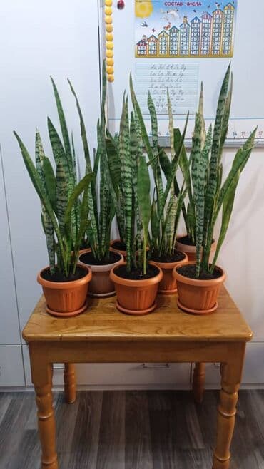 примула комнатные: Срочно продается сансевиерия ( тещин язык) в горшках - — 1