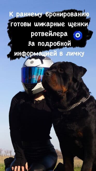 куплю собаку алабай: Ротвейлер, 2 месяца, Самка, С прививкой, С родословной — 1