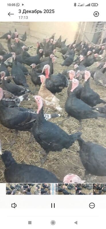 продам жеребенка: Продаю | Индюк (самец) | Полукровка | На забой | Племенные — 3