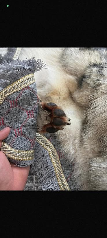 кийиз чокой: Килем — 3