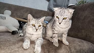 cat sofa: Кошки породы шотландская веслоузая . Кот и кошка. - характер — 6