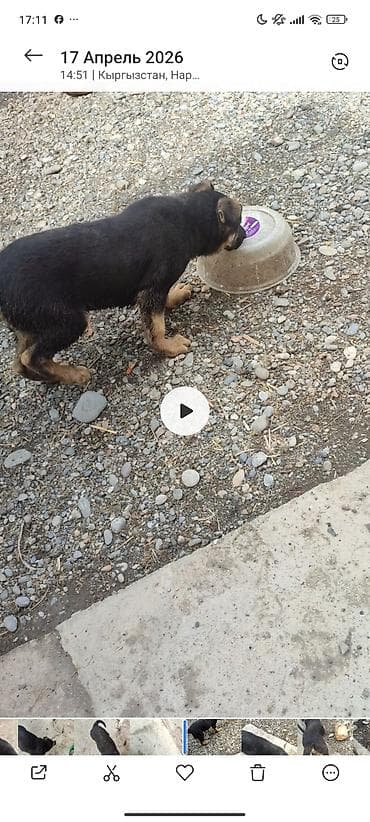 безпроводная мышь: Немецкая овчарка, 3 месяца, Самец, С прививкой — 2