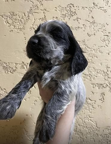 охотничий собака дратхар: Русский охотничий спаниель! Предлагаются к бронированию щенки — 1