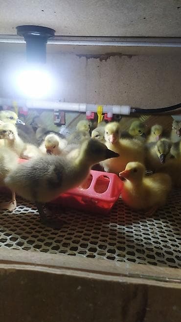 соня грей: Гусята губернаторские,Линда! — 2