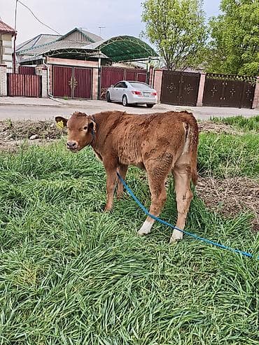 Животные: Продаю | Бык (самец) | На откорм | Привязанные — 4