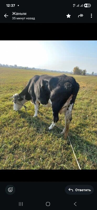 отдам даром собак в бишкеке: Продаю | Тёлка | На откорм | Привязанные — 1