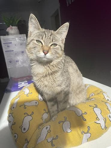 продажа домашних животных: 4 месяца, Девочка, Приучена к лотку, Проглистована — 1