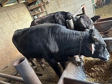 отдам голубей: Продаю | Бык (самец) | На откорм | Привязанные — 3