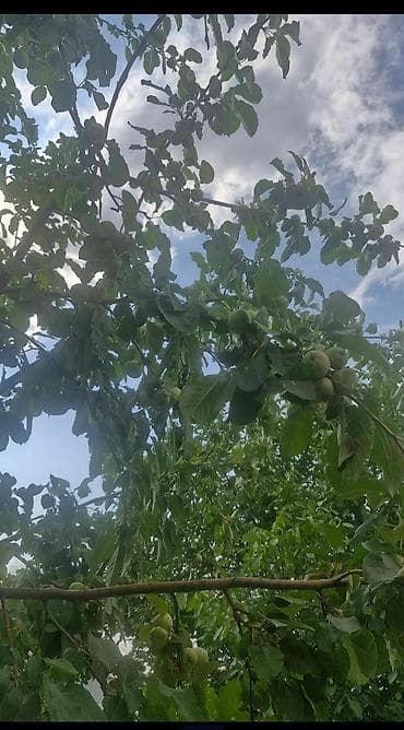 купить пасеку: 5 соток, Для строительства, Красная книга — 6