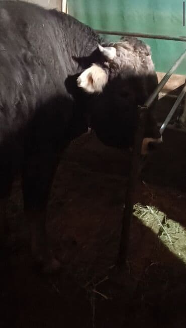 продажа домашних животных: Продаю | Бык (самец) | Швицкая | Для разведения, Для молока | Осеменитель, Искусственник — 3