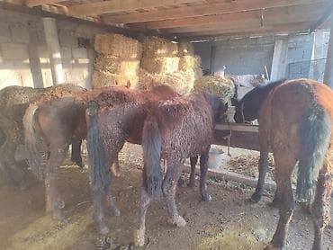 утки с утятами: Продаю | Жеребенок | Полукровка — 5