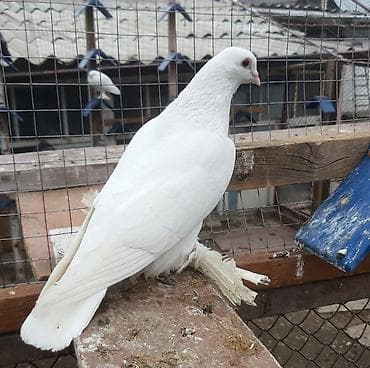индюшата биг 6 купить: Пара 2000 сом. Армавирский белый голубь цена договорная. Жёлтый — 6