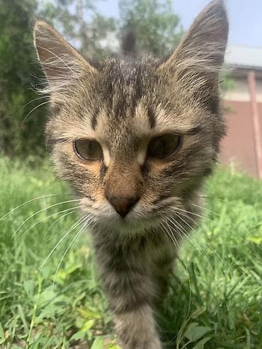коты бесплатные: Кошка даром: Беспородная, 6 месяцев, Девочка, Приучена к лотку — 2