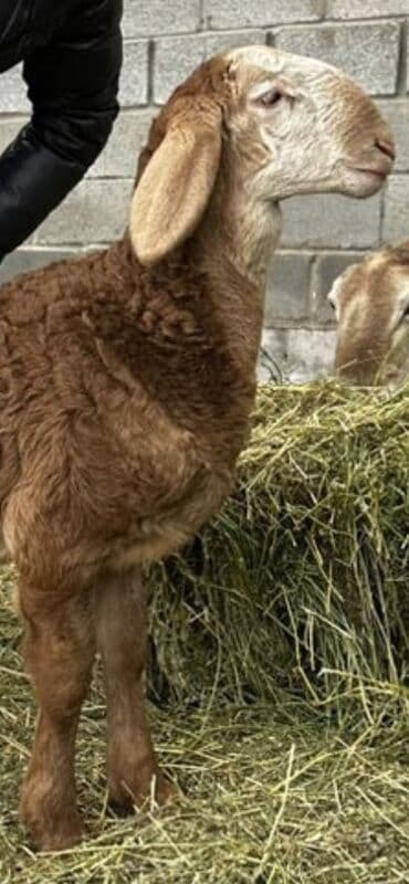 британская кошка серебристая шиншилла: Продаю | Баран (самец) | Арашан | Для разведения — 5