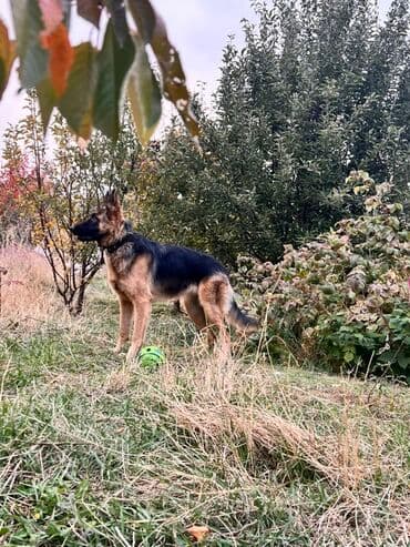 Вязка собак: Немецкая овчарка Имеются документы родословная привита,отглистованна — 3