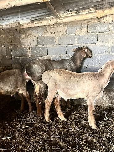 А/ч жаныбарлары үчүн тоюттар: Сатам | Кочкор (эркек) | Аргын, Арашан | Көбөйтүү үчүн | Асыл тукумдуу — 1