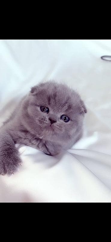 Продажа кошек: Продается котенок шотландский вислаухий С документами, 1 месяц — 4