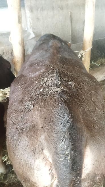 животные на продажу: Продаю | Тёлка | На откорм | Нетель — 4