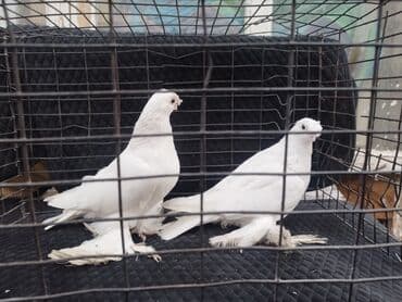 Кошки: Птицы — 1