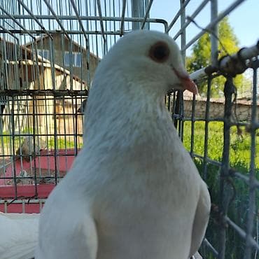 голуби жуки: Белые голуби (пара) Бакинцы - Окрас: чисто белый, однородный, без — 3