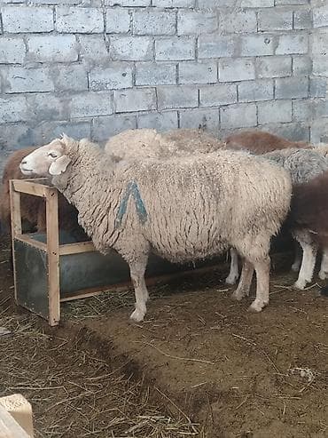 Животные: Продаю | Овца (самка) | Для разведения | Матка — 4
