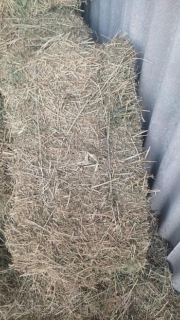 Грызуны: Продаю тюки клевер 2 укос плотный тяжёлый хороший цена 380 сом — 4