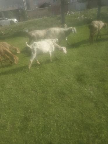 Үй жаныбарлары: Сатам | Эчки (ургаачы) | Көбөйтүү үчүн — 2