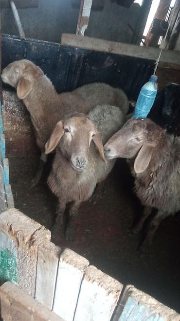продаю осла: Продаю | Овца (самка) | Для разведения — 2