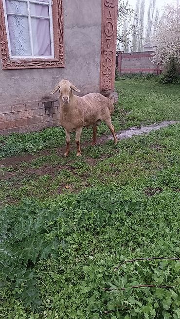 овчарка отдам: Продаю | Баран (самец) | Для разведения | Осеменитель — 4