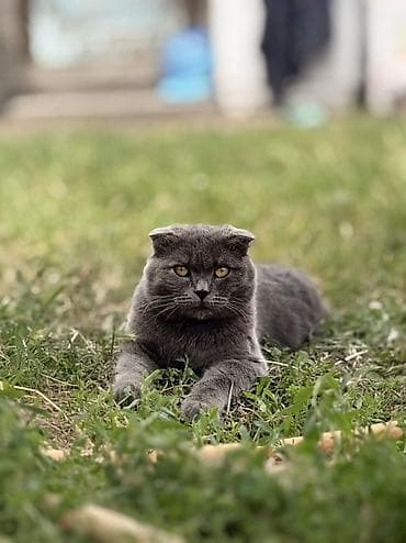 chow chow: Шотландская вислоухая кошка (Scottish Fold), окрас: сплошной голубой — 2