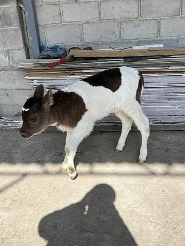 кошка бурма: Продаю | Тёлка | Для молока — 3