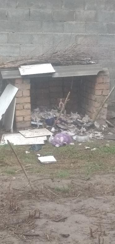 питбуль: Собака крупной породы (коричневый окрас с белой грудью и отметиной на — 3