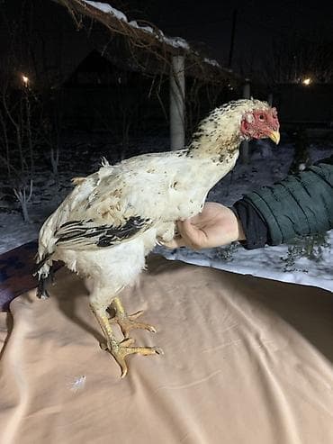 Лошади, кони: Продаю | Куры, Петух | Бойцовая | Для разведения — 1