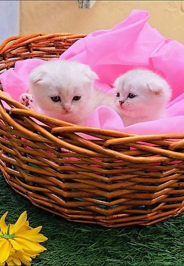 Шотландские котята от красивой пары. Предлагаем для бронирования — 2