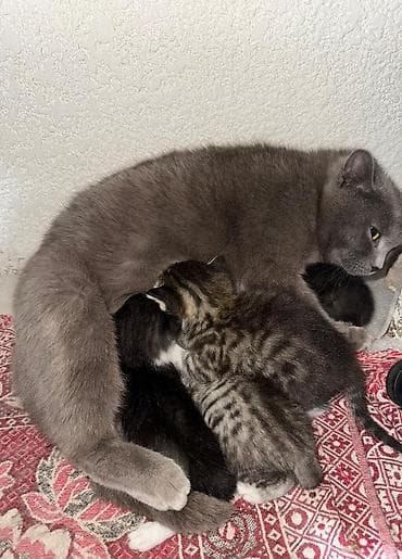 куплю кота британца: Кошка даром: Британская короткошёрстная, Девочка — 3