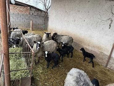 Рыбы: Продаю | Овца (самка) | Для разведения | Матка — 4