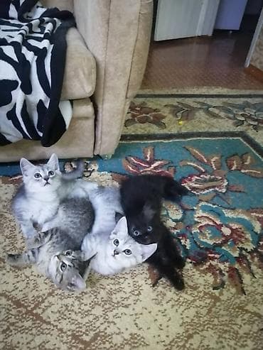 Животные: Скотиш Страйт (Шотландская прямоухая), 2 месяца, Девочка, Приучена к лотку — 5
