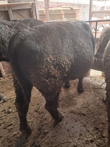 животные кот: Продаю | Бык (самец) | Абердин-ангус — 1