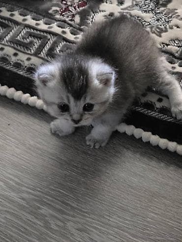 британская голубая короткошерстная кошка: Шотландские котята (короткошёрстные/вислоухие по типу помёта) - — 3