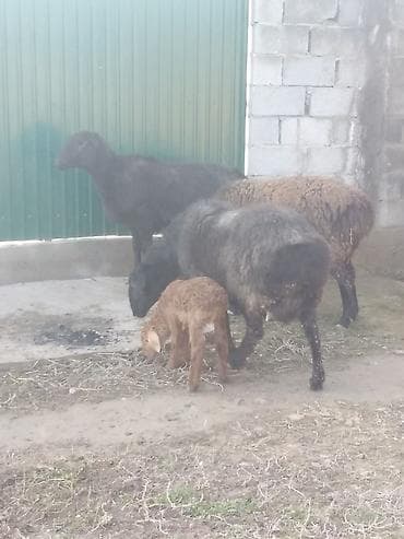 охотничье собаки: Козулу кой,бооз койлор круг сатылат — 2