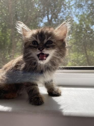 scottish fold: 2 месяца, Девочка, Черепаховый — 6