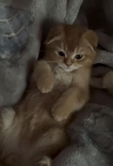 скот обмен: Скотиш Фолд (Шотландская вислоухая), 3 месяца, Мальчик, Белый, Приучена к лотку, Проглистована, С документами — 2