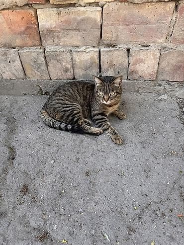 бездомные кошки: Полосатая кошечка Мила 1 год Стерилизована, котят не принесет НУЖЕН — 1